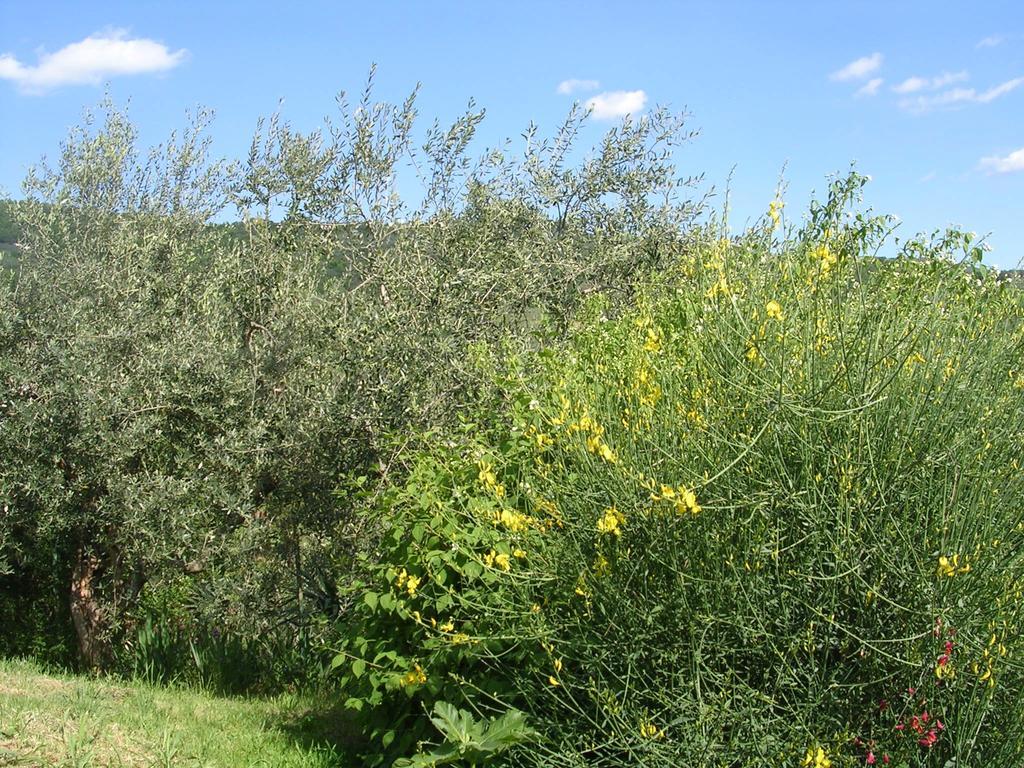 הוילה Pian di Scò Guardalaluna מראה חיצוני תמונה